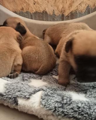 Cuccioli di jug