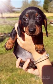 Bassotto nano bassotta nana cuccioli