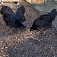 Ayam Cemani