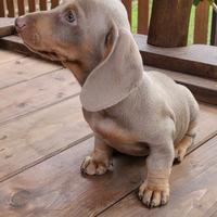 Bassotto lilla keninken