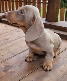 Bassotto lilla keninken