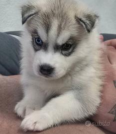 Cuccioli huski