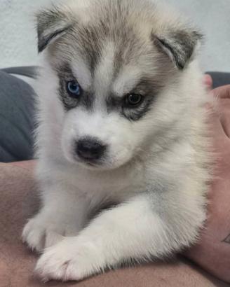 Cuccioli huski