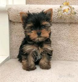 Dolcissimo Mini yorkshire Maschietto