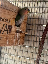 Ucelli