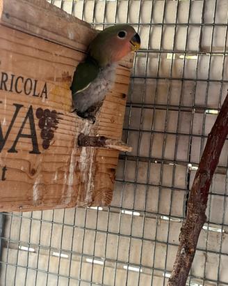 Ucelli