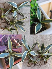 agave ributti pianta grassa 
