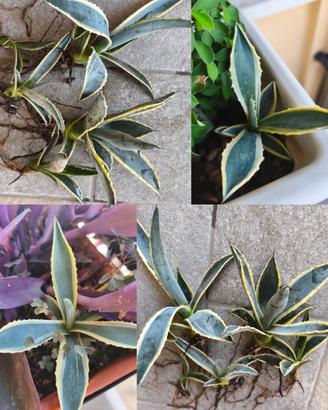 agave ributti pianta grassa 