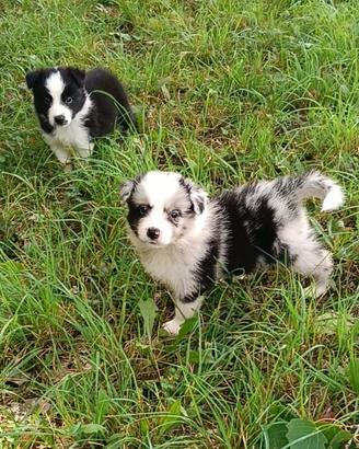 Border collie