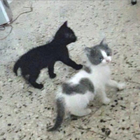 Gattino 7 settimane