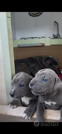 Cane corso grigio chiaro taglia grande