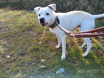 PERLA amstaff buonissima