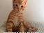 Immagine 5