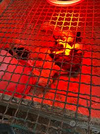 Pulcini ancemani, millefiori, saluzzesi