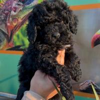 Cuccioli di barboncini nero