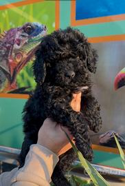 Cuccioli di barboncini nero