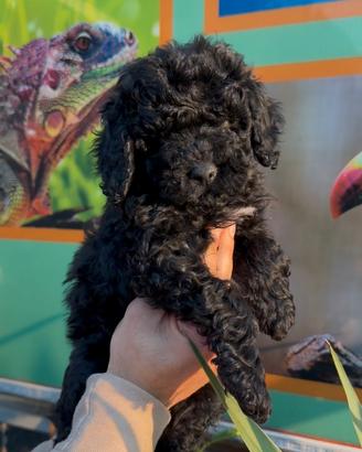 Cuccioli di barboncini nero