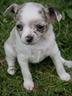 chihuahua-toy-cuccioli-bianco-merle-pag-12-mesi