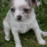 CHIHUAHUA TOY CUCCIOLI bianco merle pag 12 mesi