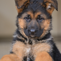 Pastore tedesco alta geologia