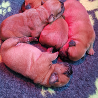 Cuccioli Dogue de Bordeaux I Dogue dell'Adda kenne