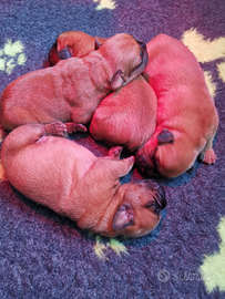 Cuccioli Dogue de Bordeaux I Dogue dell'Adda kenne