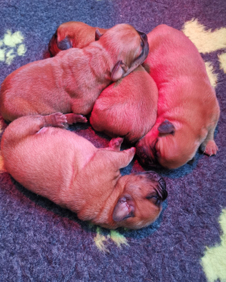 Cuccioli Dogue de Bordeaux I Dogue dell'Adda kenne