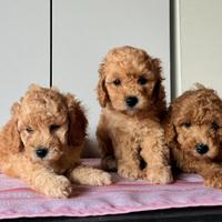 Barboncino albicocca cuccioli