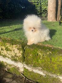Pomerania mini