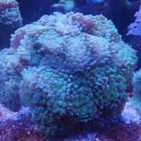 Euphyllia parancora