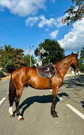 Castrone Maremmano Anam