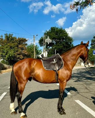 Castrone Maremmano Anam