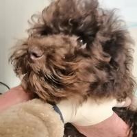 Cucciolo di barbone