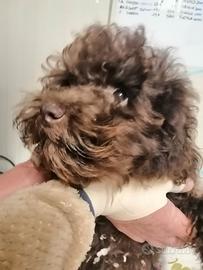 Cucciolo di barbone