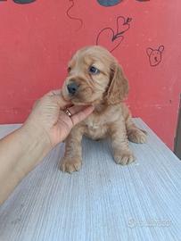 Cocker Spaniel