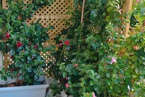 Ristrutturato 110 mq piano rialzato