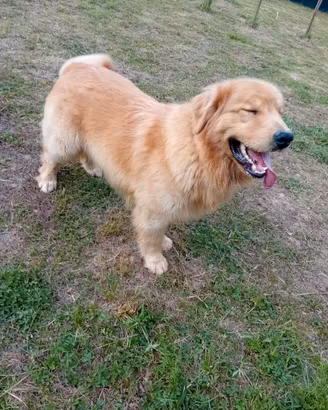 Golden retriever americani