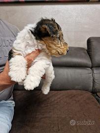 Fox terrier pelo ruvido