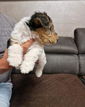 Fox terrier pelo ruvido