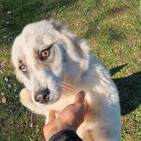 Elsa, simil Border in adozione