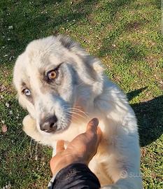 Elsa, simil Border in adozione