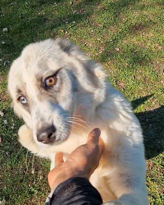 Elsa, simil Border in adozione