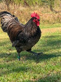 Galline Australorp
