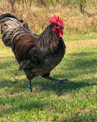 Galline Australorp