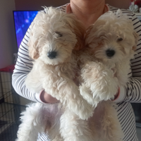 Disponibili cuccioli di Maltipo