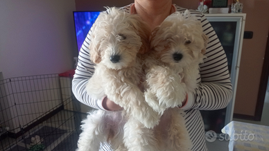 Disponibili cuccioli di Maltipo