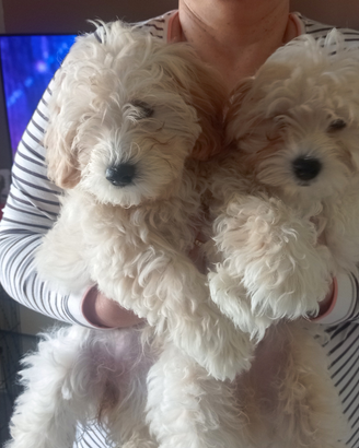 Disponibili cuccioli di Maltipo