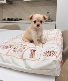 Chihuahua Mini Toy