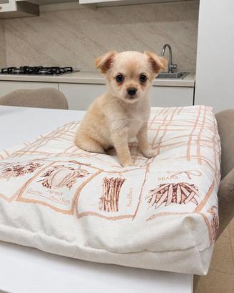 Chihuahua Mini Toy
