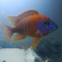 Ciclide Aulonocara Rubin red